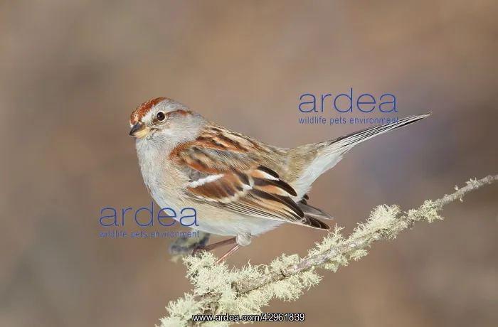 : American Tree Sparrow - in winter - February : American Tree Sparrow - in winter - February