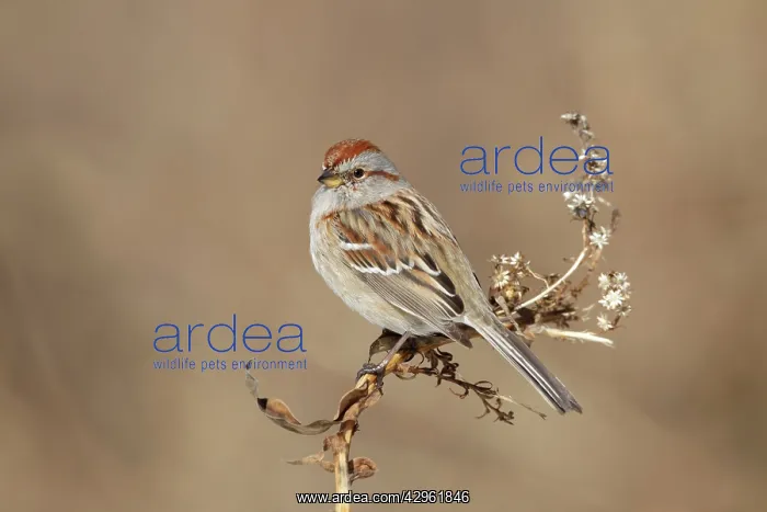 : American Tree Sparrow - in winter - February : American Tree Sparrow - in winter - February