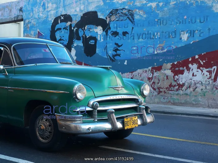 : American vintage cars as a Cuban taxi driving along : American vintage cars as a Cuban taxi driving along