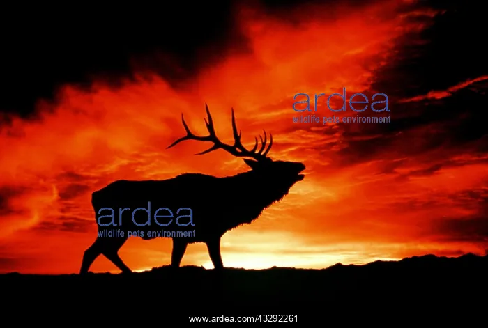 : American Wapiti / Elk - Bugling at sunset : American Wapiti / Elk - Bugling at sunset