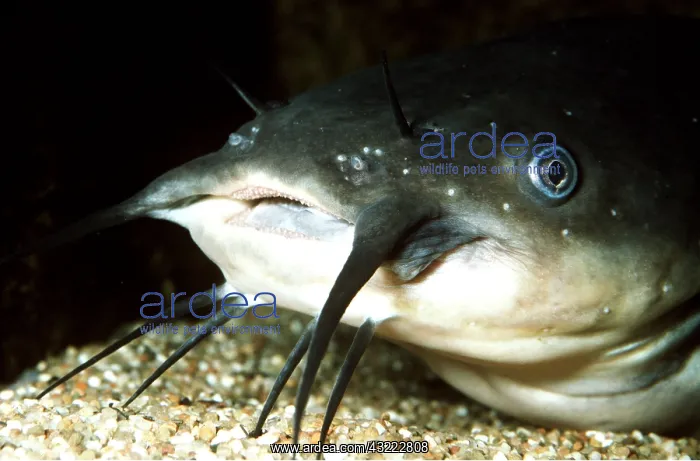 : American / Wels CATFISH : American / Wels CATFISH