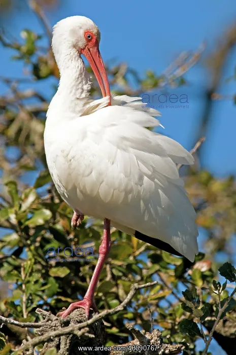 : American White Ibis : American White Ibis