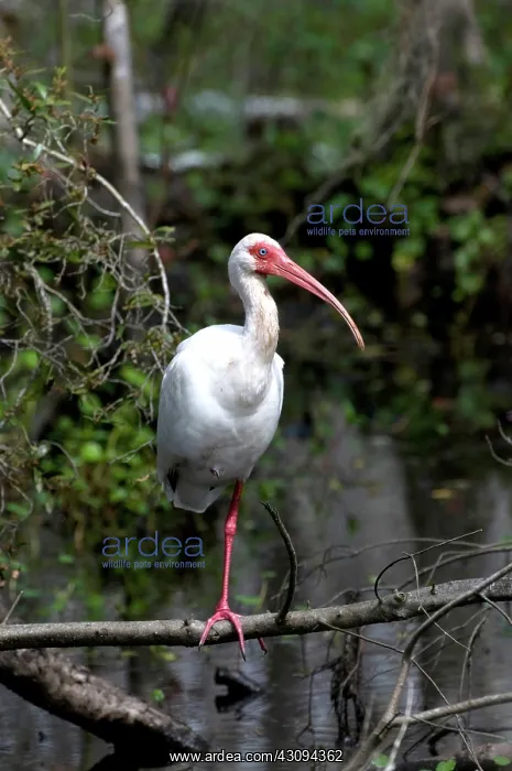 : American White Ibis : American White Ibis