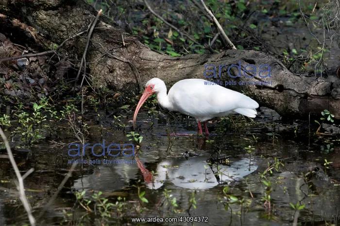 : American White Ibis : American White Ibis