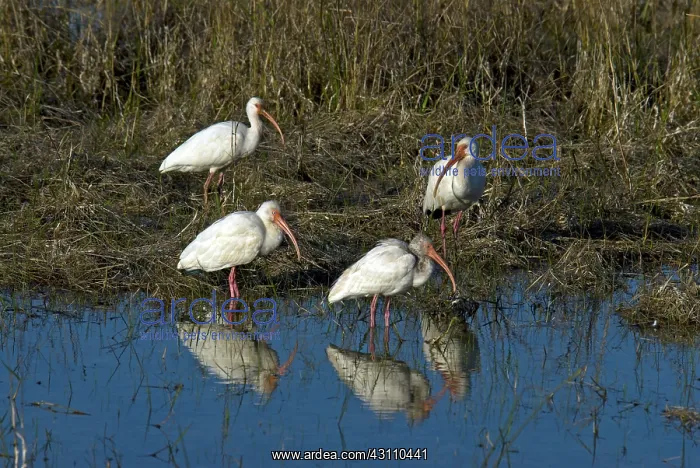 : American White Ibis : American White Ibis