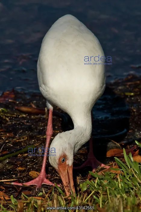 : American White Ibis : American White Ibis