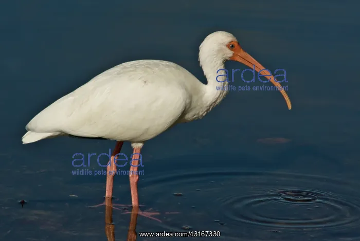 : American White Ibis : American White Ibis