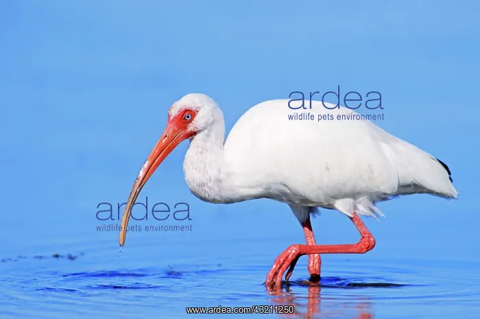: American white ibis (Eudocimus albus), Sanibel Island : American white ibis (Eudocimus albus), Sanibel Island