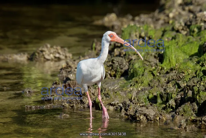 : American White Ibis feeding in shallow lagoon Florida, USA : American White Ibis feeding in shallow lagoon Florida, USA