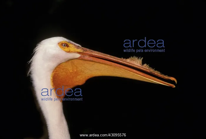 : American White Pelican : American White Pelican