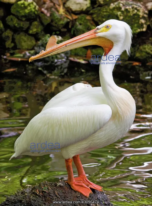 : American White Pelican : American White Pelican