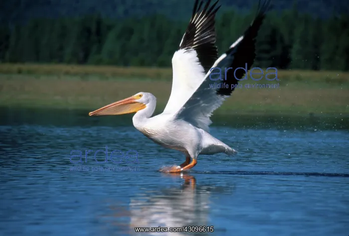 : American White Pelican : American White Pelican