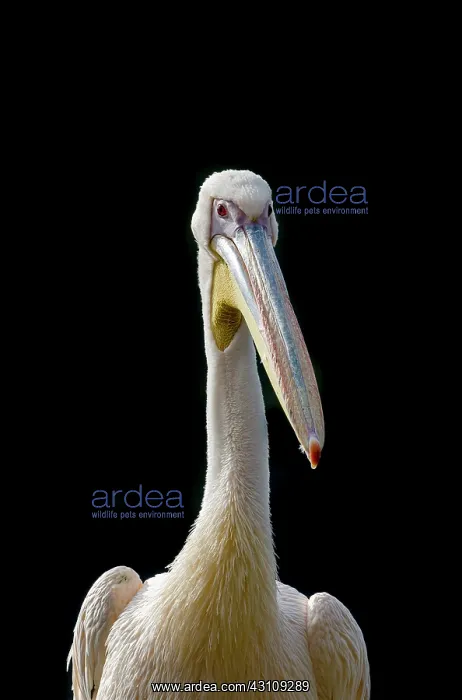 : American White Pelican : American White Pelican