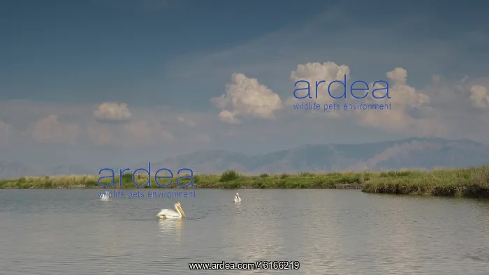 : American White Pelican : American White Pelican