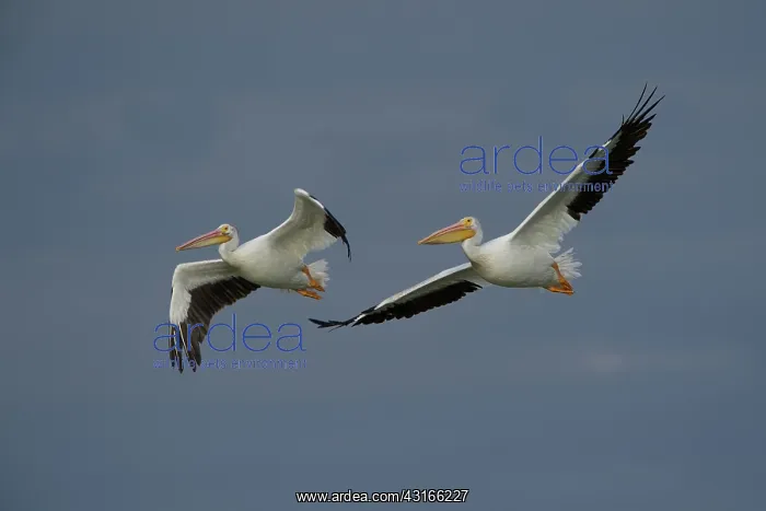: American White Pelican : American White Pelican