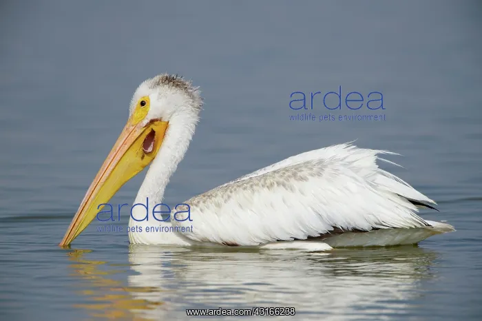  : American White Pelican