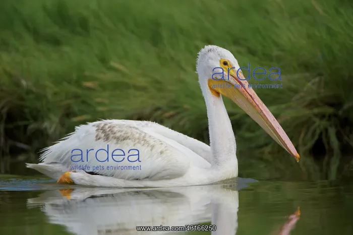  : American White Pelican