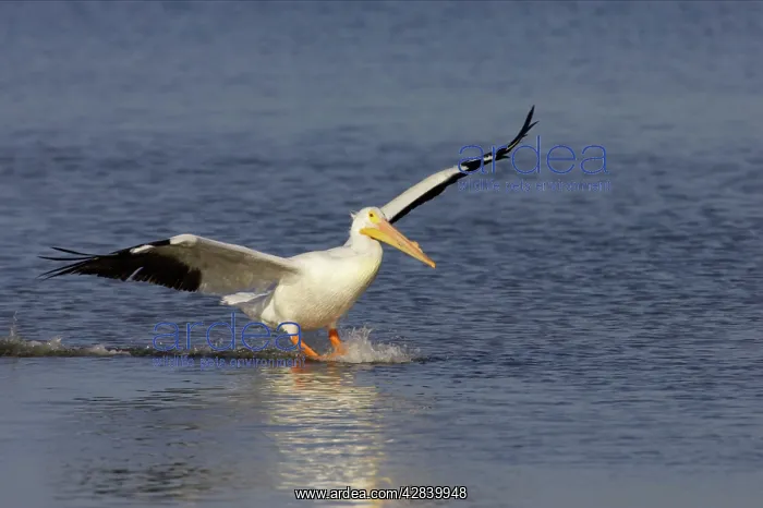 : American White Pelican - coming in to land : American White Pelican - coming in to land