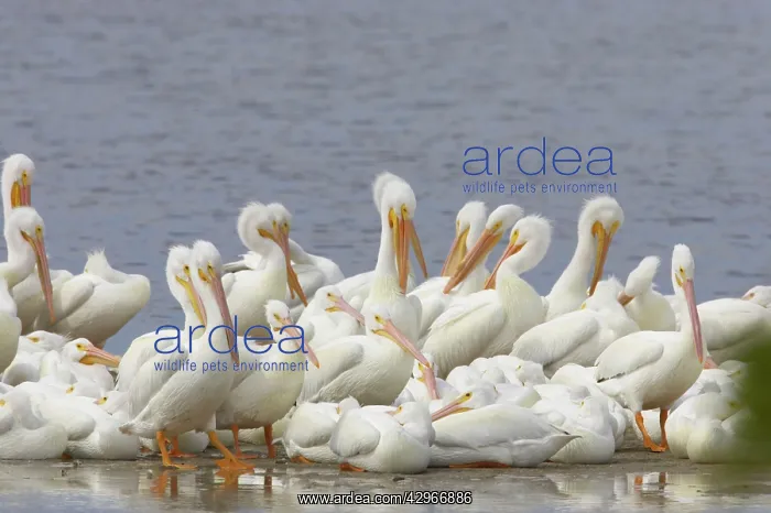 : American White Pelican - Ding Darling : American White Pelican - Ding Darling
