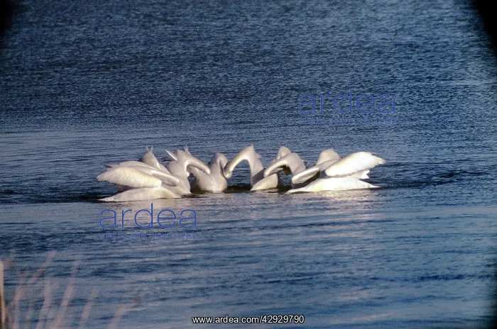 : American White Pelican - feeding together : American White Pelican - feeding together