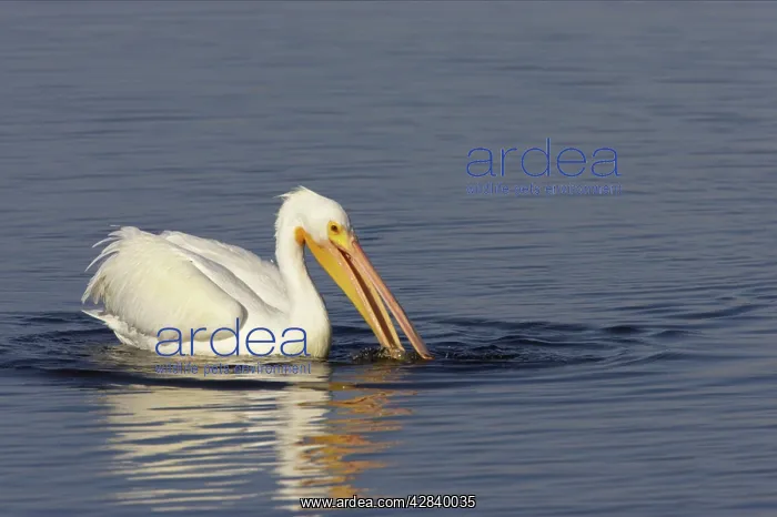 : American White Pelican - fishing : American White Pelican - fishing