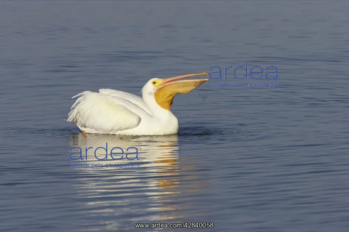 : American White Pelican - fishing : American White Pelican - fishing