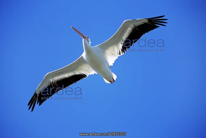 : American White PELICAN - in flight : American White PELICAN - in flight