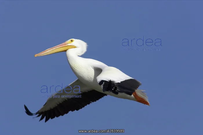 : American White Pelican - in flight : American White Pelican - in flight