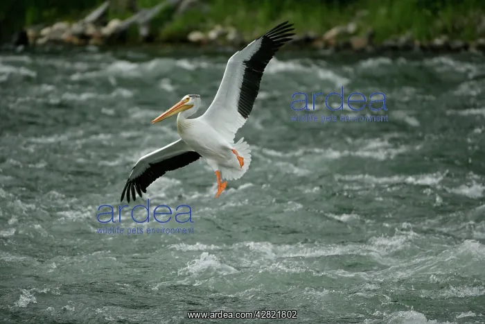 : American White Pelican - in flight over river rapids : American White Pelican - in flight over river rapids