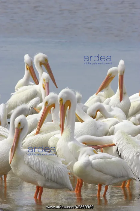 : American White Pelican - group : American White Pelican - group