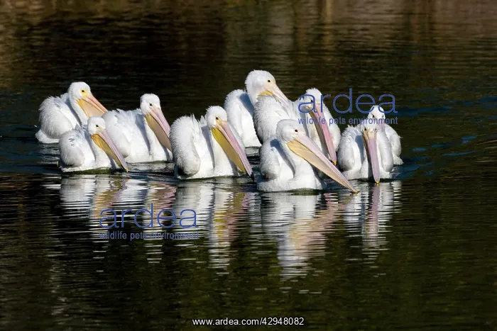  : American White Pelican - group in water - nonbreeding