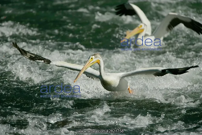 : American White Pelican - landing in river rapids : American White Pelican - landing in river rapids