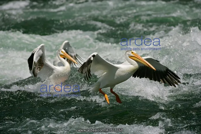 : American White Pelican - landing in river rapids : American White Pelican - landing in river rapids