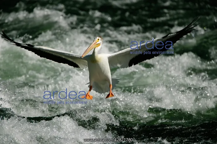 : American White Pelican - landing in river rapids : American White Pelican - landing in river rapids