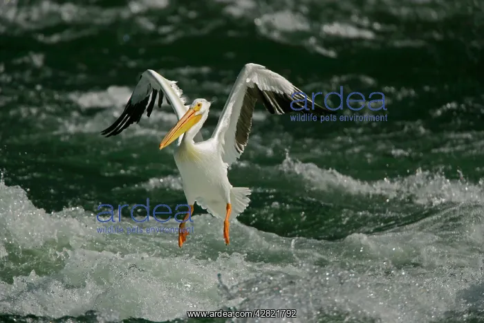 : American White Pelican - landing in river rapids : American White Pelican - landing in river rapids