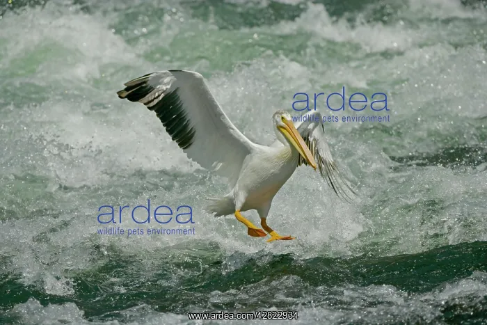  : American White Pelican - landing in river rapids