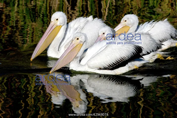 : American White Pelican - nonbreeding plumage - : American White Pelican - nonbreeding plumage -