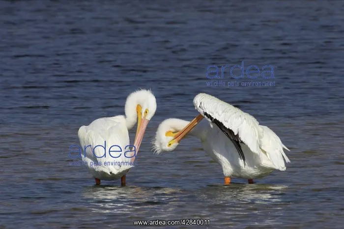 : American White Pelican - pair, preening : American White Pelican - pair, preening