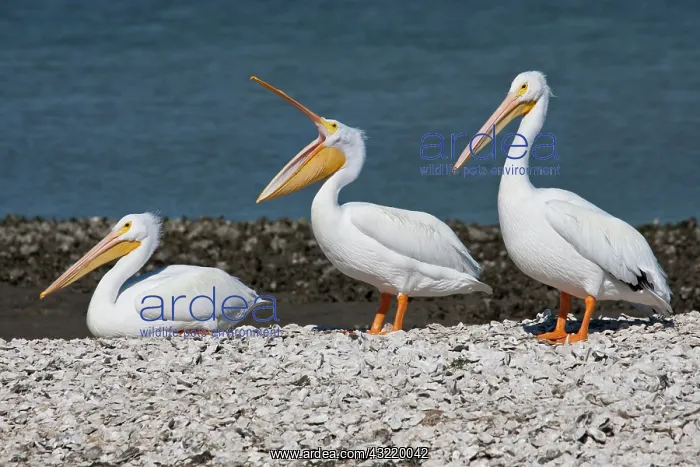 : American White Pelican (Pelecanus erythrorhynchos) : American White Pelican (Pelecanus erythrorhynchos)
