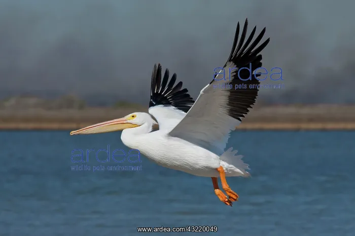 : American White Pelican (Pelecanus erythrorhynchos) : American White Pelican (Pelecanus erythrorhynchos)
