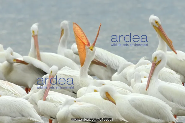 : American White Pelican (Pelecanus erythrorhynchos) yawning w : American White Pelican (Pelecanus erythrorhynchos) yawning w