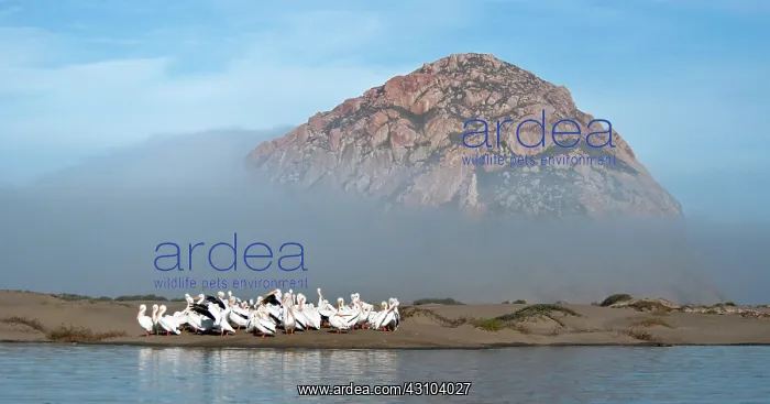 : American White Pelicans : American White Pelicans