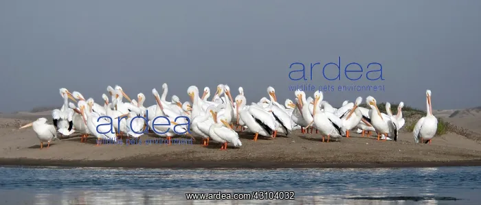 : American White Pelicans : American White Pelicans