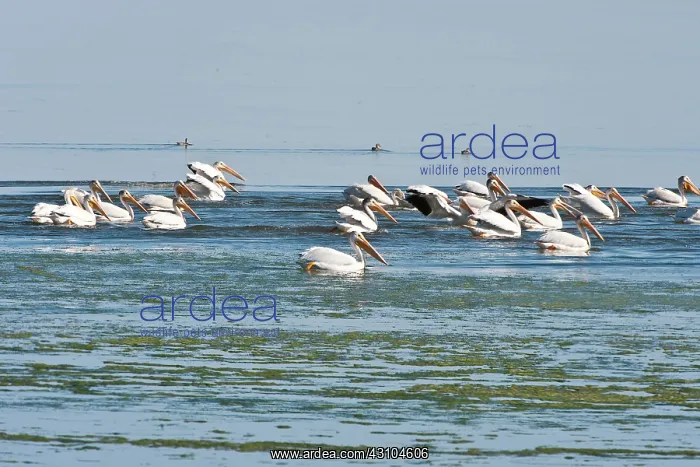 : American White Pelicans : American White Pelicans