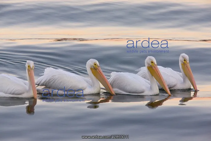 : American White Pelicans - feeding collectively at sunset : American White Pelicans - feeding collectively at sunset