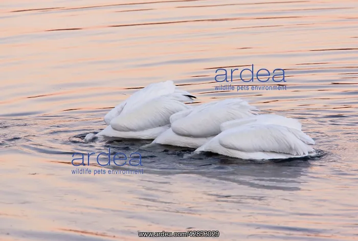 : American White Pelicans - feeding collectively at sunset : American White Pelicans - feeding collectively at sunset
