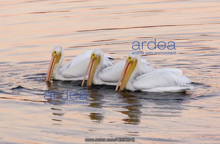 : American White Pelicans - feeding collectively at sunset : American White Pelicans - feeding collectively at sunset