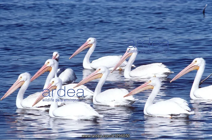 : American White Pelicans - group on water : American White Pelicans - group on water