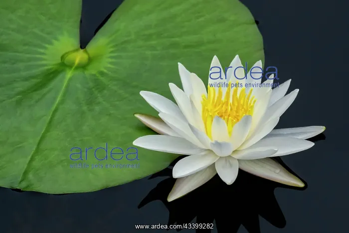 : American white water lily : American white water lily