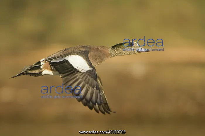 : American Widgeon : American Widgeon